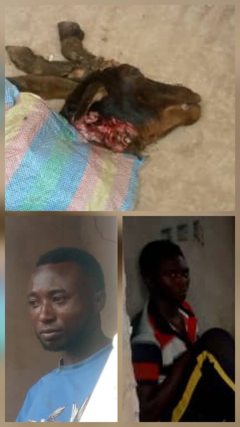 Sheep Theft in Yagbonkura: Two Arrested, One on the Run, Butcher Flee